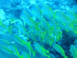 Nosy Komba et Nosy Tanikely