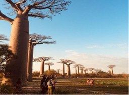 Tsiribihina River, Baobabs and Tsingy: the treasures of Western Madagascar